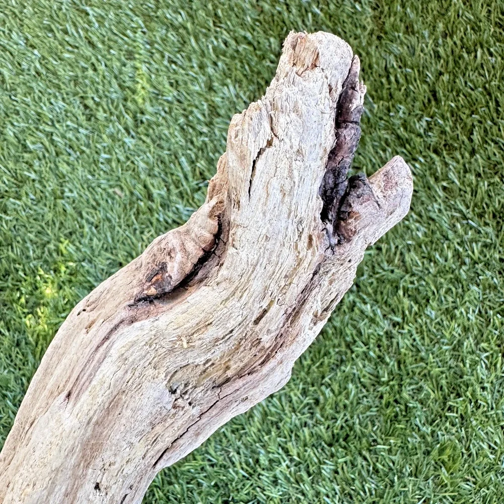 2 Natural Driftwood Pieces California Coast Rustic Beach Decor Aquarium Art
